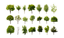 A Set Of Realistic Tree Images On A Transparent Background.