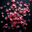 Pink Rose Petals on Black: A Simple Yet Striking Contrast of Delicate Rose Petals against a Solid Black Dark Surface Backdrop
