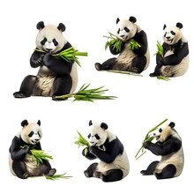 Set Of Panda Bears On Transparent Background