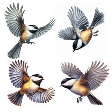 A Set Of Male And Female Carolina Chickadees Flying Isolated On A White Background