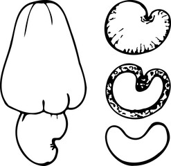 Wall Mural - Hand drawn vector line set of cashew.