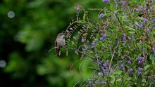  Annas Hummingbird Perched On Wisteria Branch.