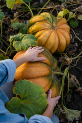 Aufkleber - Farmer with pumpkin on a pumpkins field.	