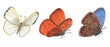 © Masha_tolk_art - Set of fluttering butterflies. Flying blue, orange, white butterflies. Copper, scarce copper, cabbage. Watercolor illustration for print, textile, wedding invitation, label, poster