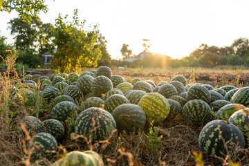 Aufkleber - A pile of watermelons in the field at sunset.