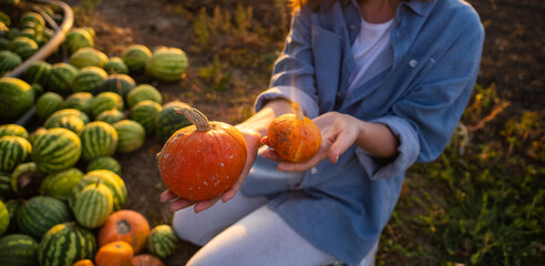 Aufkleber - Farmer with pumpkin on a pumpkins field.	