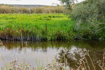 Wall Mural - Beautiful autumn view of river banks overgrown with grass with reflections of trees in water. Sweden.