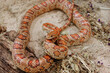 close-up on a corn snake resting in the sand	
