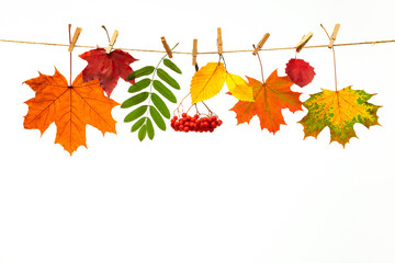 Wall Mural - Banner of autumn yellow, orange and red maple leaves and fruits isolated on white background, top view, flat layout. Creative pattern, autumn background.