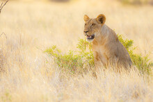 Lioness In Dry Savanna Grass