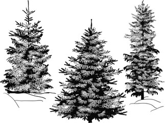Wall Mural - three winter firs set isolated on white