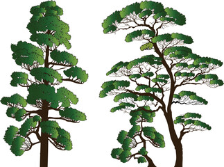 Sticker - three green fine pine trees set on white