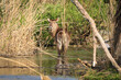 Ellipsen-Wasserbock (Kobus ellipsiprymnus) im Rietvlei Nature Reserve
