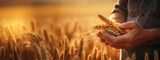 Fototapeta  - Hand and wheat close-up. Agronomic banner. A farmer checks the harvest in his field.