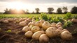 © Usman - A field filled with ripe potatoes ready for harvest