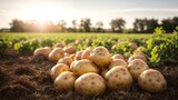 Fototapeta Do akwarium - A pile of potatoes in a scenic field