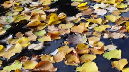 Wall Mural - bright yellow foliage floating on water surface. fine autumn video background