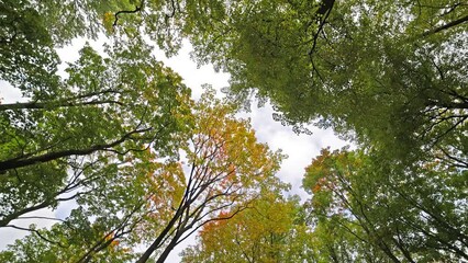 Poster - bright red and orange foliage rotation. fine autumn video background