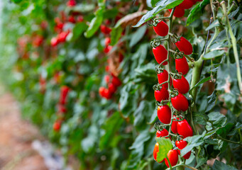 Wall Mural - Red organic grape tomatoes ripening on bushes in greenhouse. Growing of industrial vegetable cultivars