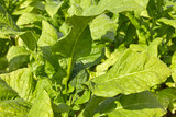Fototapeta Zwierzęta - Leaf of tobacco