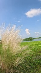 Canvas Print - Autumn blue sky with white fluffy clouds with green field with white flowers Kashful 