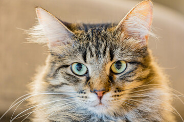 Wall Mural - Close up shot of cute Maine Coon Mix