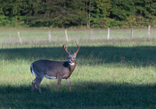 8-point Buck In Meadow Of Cades Cove Grazing With Fall Colors Just Barely Starting In The Background.