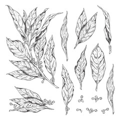 Wall Mural - Set of hand drawn monochrome bay leaves sketch style, vector illustration