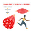 Slow twitch red muscle fiber type. Human skeletal muscular tissue structure for endurance training. Sport and health concept. Medical vector illustration.