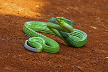 Green Snake Gonyosoma Oxycephalum Is Ready To Attack
