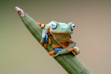 Close up of a green tree frog on a tree branch