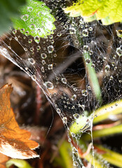 Wall Mural - Drops of water on the web.Background