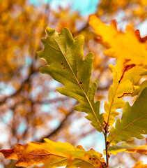 Wall Mural - Golden leaves on an oak tree in autumn