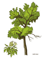 Ash tree and ash branch vector illustration