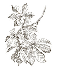Hand drawn chestnut tree branch