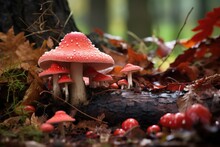 Close-up Of Red Toadstools Amidst Autumn Leaves