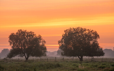 Wall Mural - a beautiful, colourful morning over a farm.pastures with grasses and trees