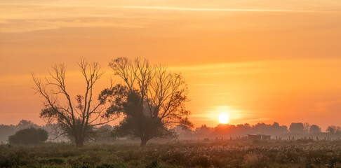 Wall Mural - A beautiful, colourful morning over a farm.Pastures with grasses and trees