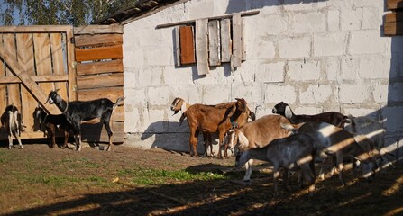 Wall Mural - cows on farm