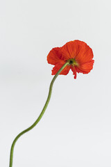 Wall Mural - Red poppy flower on white background. Minimal stylish still life floral composition