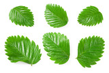strawberry green leaves isolated on white background. clipping path. top view