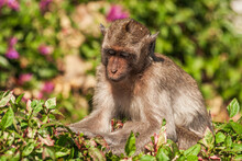 Pensive Crab-eating Macaque In Foliage