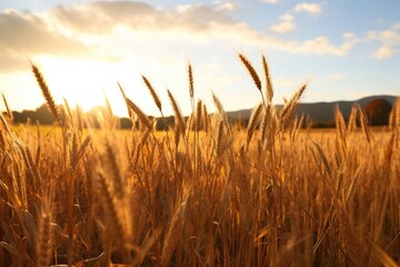 Poster - a wheat field gleaming under the soft sunlight of autumn