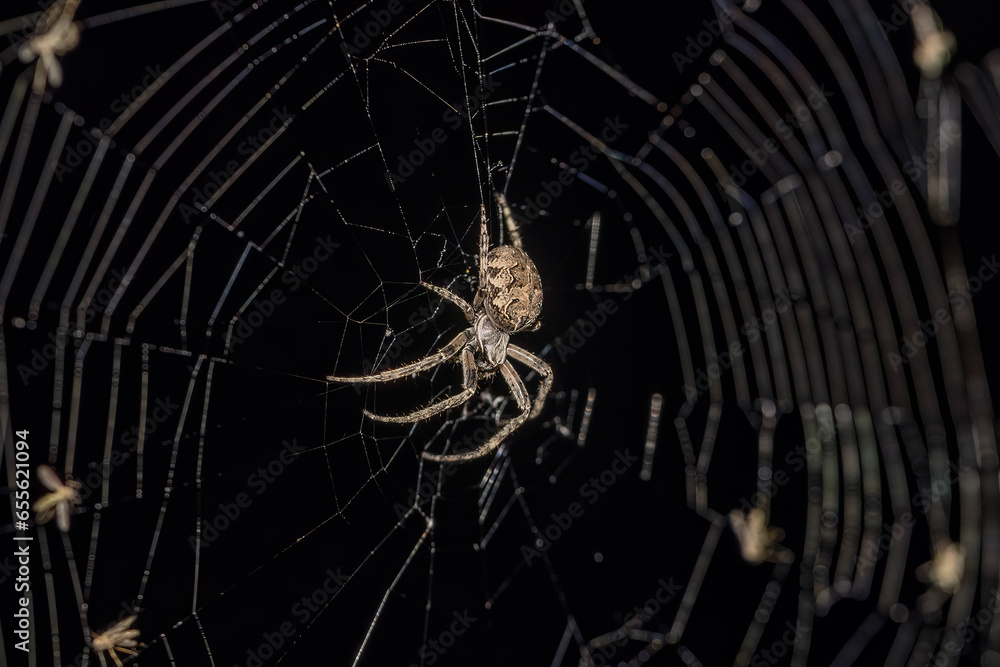 Bridge-spider (Larinioides sclopetarius),on the spider net, commonly ...