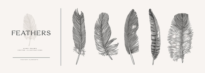 Poster - Collection of bird feathers. Feathers drawn in the old engraving style. Vector illustration on a light isolated background. Label, poster, t-shirt print.