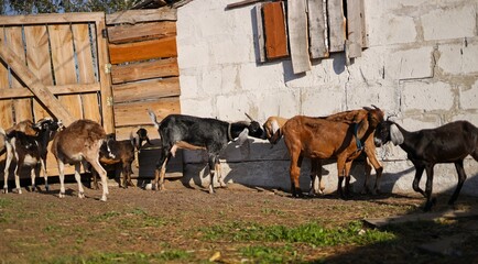 Wall Mural - Nubian goats in a pen on a farm