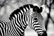 zebra in zoo,Generative AI