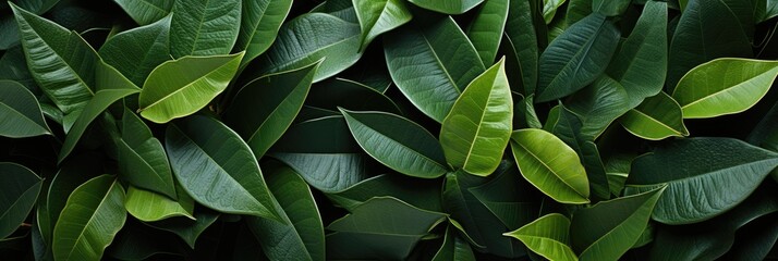 Seamless Background Of Arrow-Shaped Leaves, Hd Background, Background For Website