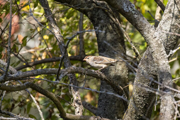 Sticker - The white-crowned sparrow (Zonotrichia leucophrys). Natural scene from Wisconsin.