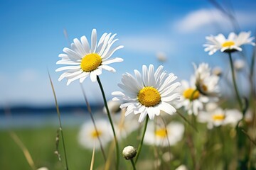 Wall Mural - daisy flowers leaning towards each other in a windless field